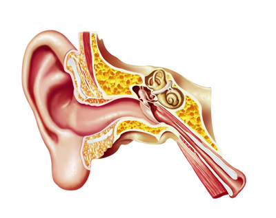 how we hear - how the ear works